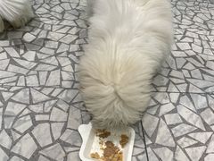 -momokira米努特·德文卷毛猫·棉花面纱犬
