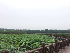 -荷塘月色湿地公园·向阳花洲
