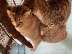 -喵屿·大理花园猫咖