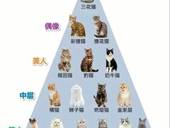 -翊宠yipet猫狗购宠庄园犬舍•猫舍