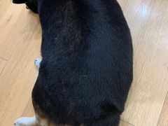 -是阿柴呀！柴犬咖啡·爱喵喵猫咖