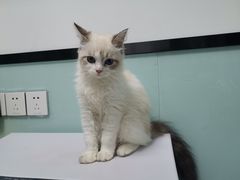 -嘉馨宠物医院·CT影像转诊·心脏科·犬猫全科诊疗中心(下沙大学城院区)