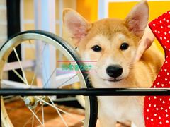-柴犬高等学院·狗咖·柴犬售卖·宠物训练