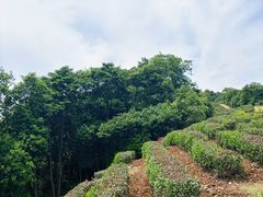-午潮山国家森林公园