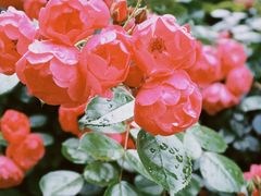 -贡湖湾湿地公园