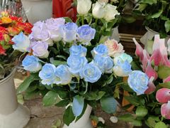 -桂林市花鸟市场