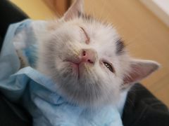 -芭比堂动物医院·犬猫全科·异宠专科(雁塔分院)