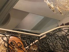 -喜柴咖啡·柴犬狗咖