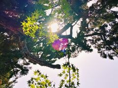 -嘉定紫藤园