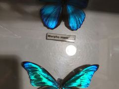 -上海大自然野生昆虫馆(东方明珠·爬宠昆虫探索中心)