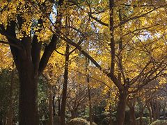 -上海共青森林公园