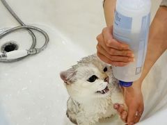 -momokira米努特·德文卷毛猫·棉花面纱犬