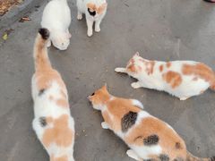 -汕头莲花山度假村温泉