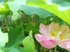 -陈家山荷花公园