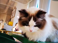 -喵喵咪呀布偶猫咖(春熙路店)
