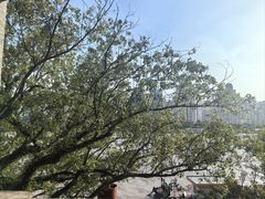 -江心屿景区