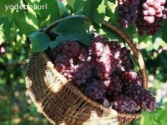 -马陆小张葡萄园农家乐