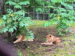 -哈尔滨北方森林动物园