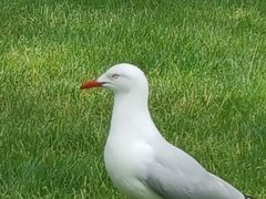 -悉尼歌剧院