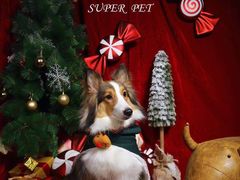 -超宠爱宠物摄影-Super pet