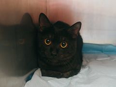 -瑞派福兴宠物医院犬猫全科·骨科·中西医结合(河东店)