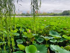 -莲花池公园