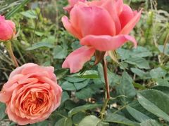 -大妙火锅·非物质文化遗产(东湖公园店)