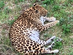 -青岛森林野生动物世界