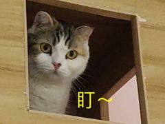 -三花喵·撸猫购宠·宠物生活馆(虹桥南丰城店)