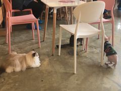 大堂-喵匠猫主题咖啡(凯德和平广场店)