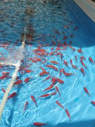 -萌宠亲子动物乐园(槐房万达店)