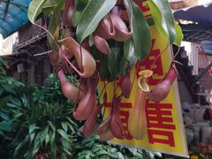 -循礼门鲜花花市(武汉循礼门店)