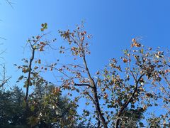 -香山公园