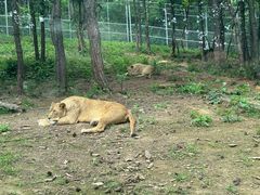 -安徽大青山野生动物世界