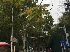 -三里屯东五街银杏大道
