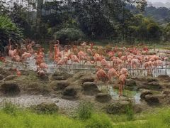 -新加坡飞禽公园