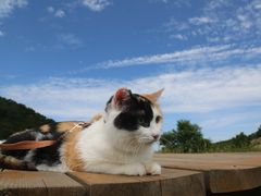 -白草畔自然风景区