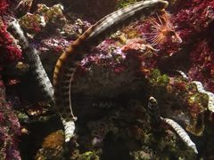 -新加坡海洋生态馆