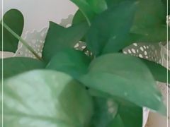 -金之禾馍菜汤四川家常菜(华城国际中心店)