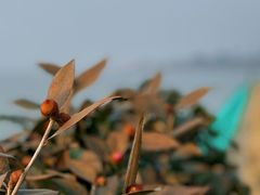 -东山风景区(洞庭东山)