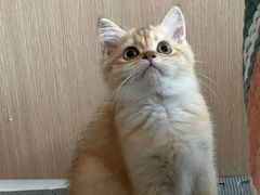 -美联众合动物医院(·中兽医·疑难杂症·严家桥分院)