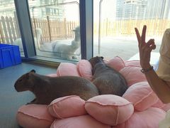 -FAIRYLAND龙族星球主题餐厅(凯丹广场店)