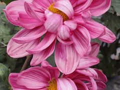 -贵州省植物园