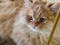 -藏猫猫咖啡主题馆(中央大道店)