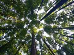 -山王坪喀斯特国家生态公园
