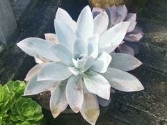 -苍山感通索道