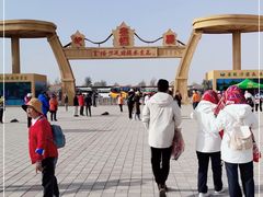 -金塔沙漠胡杨林景区