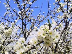 -名花谷生态庄园