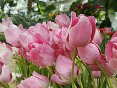 -石家庄市植物园