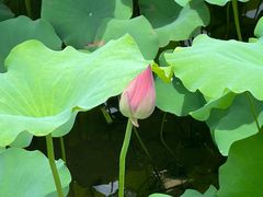 -荔湾湖公园